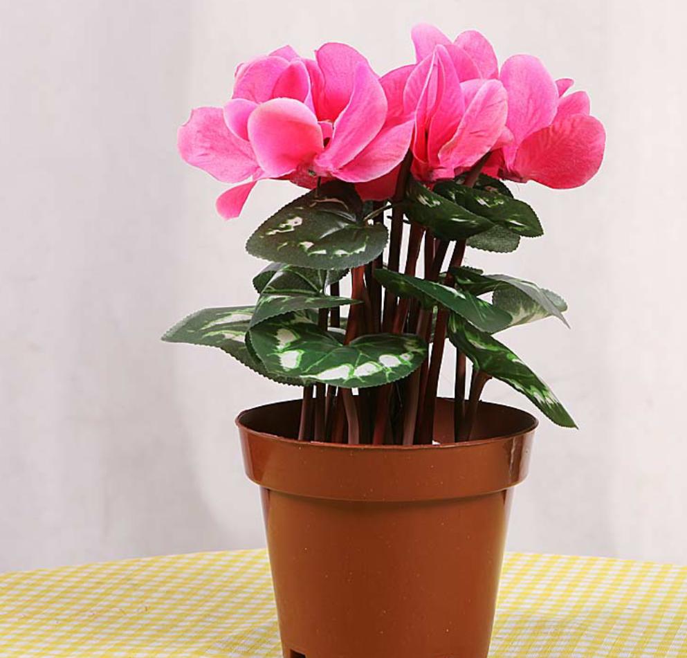 仙客来开的花萎蔫倒伏是什么原因,仙客来叶子变黄萎蔫是什么原因