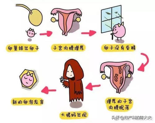 【今日陈大夫正经科普之】月经淋漓不净有哪些原因？