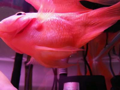 财神鹦鹉鱼都有什么常见病,鹦鹉鱼常见病及治疗方法