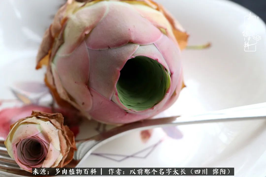 山地玫瑰夏天,夏季的山地玫瑰