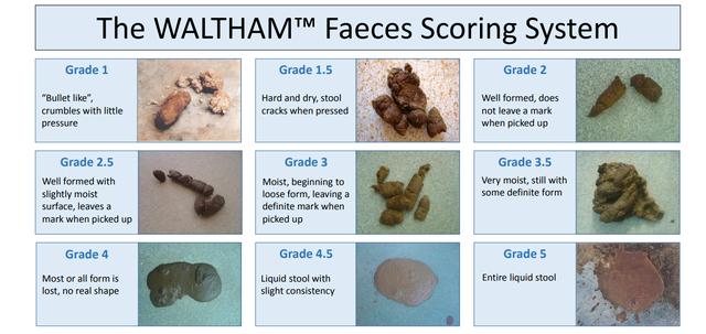 猫咪便秘吃益生菌多久可以见效,解决猫咪便秘的最佳方法