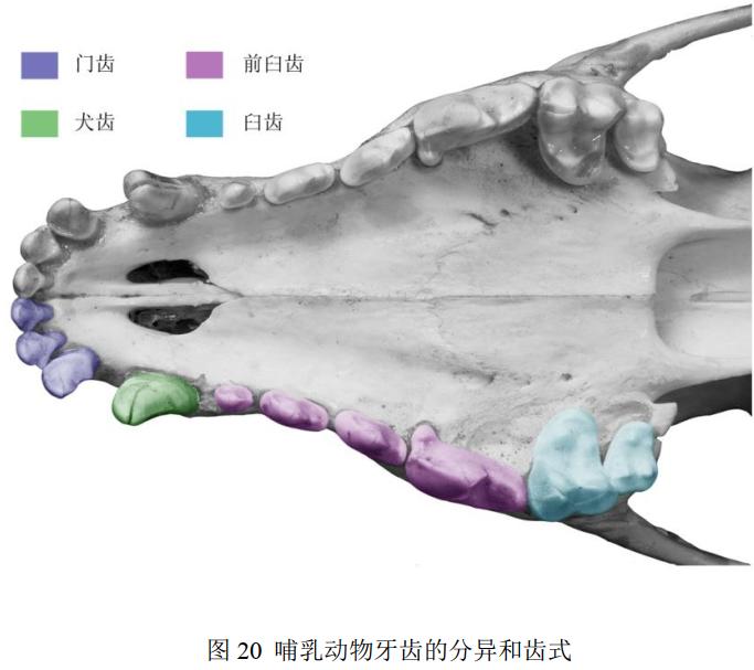 说好了一起捕猎，有的食肉动物却做了清道夫