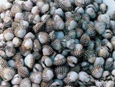 史上最全面的海鲜大咖,史上最全海鲜视频