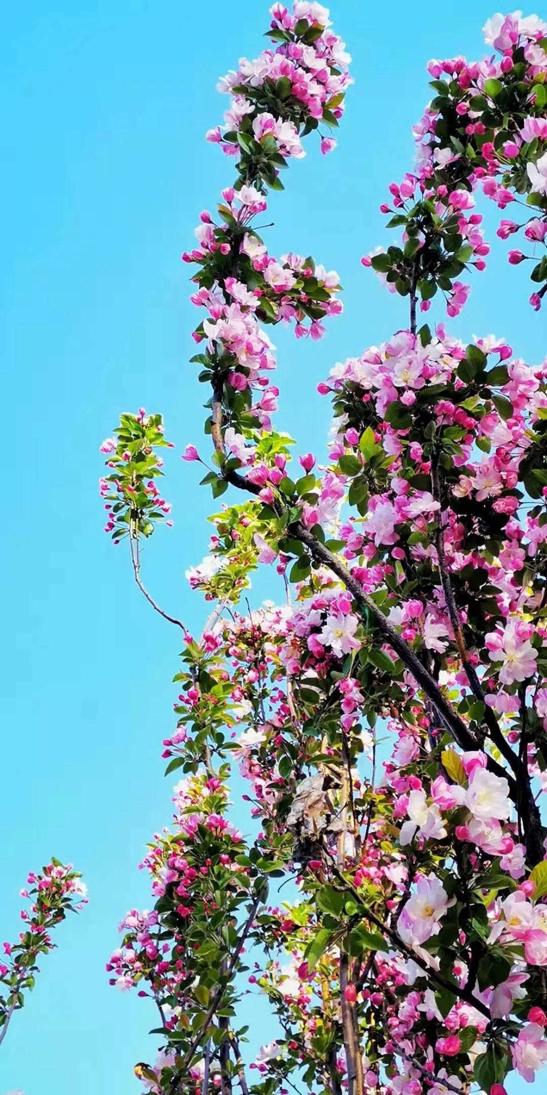 朝阳赏花攻略（建议收藏）