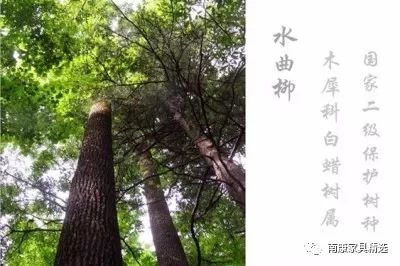 水曲柳不让用了用什么实木,水曲柳木真的不适合南方吗