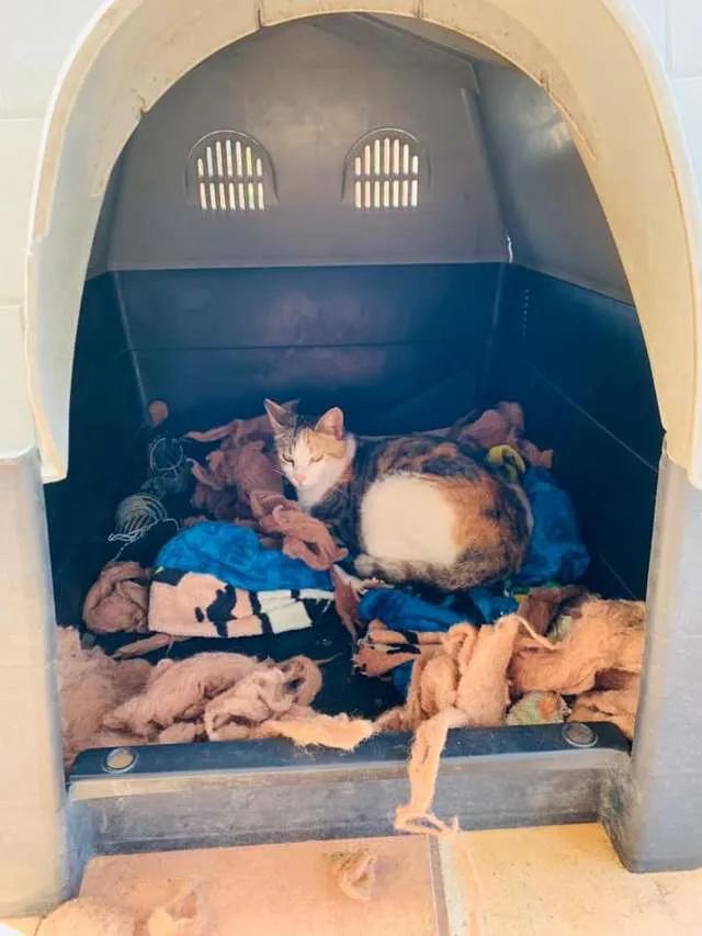 流浪猫和比特犬生小宝宝,比特犬和主人去狗窝