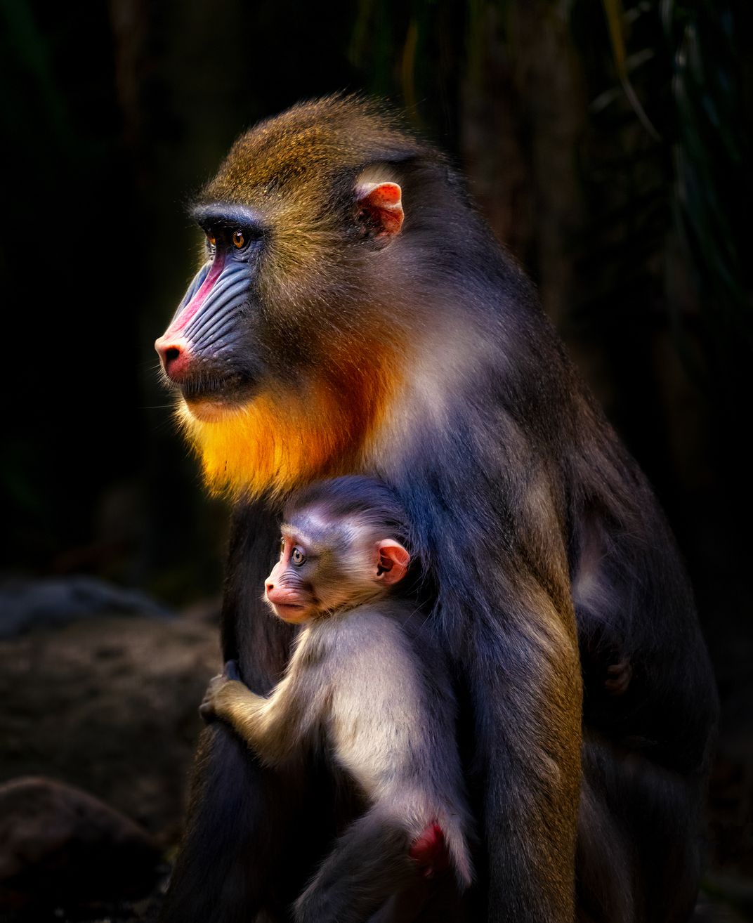 美国史密森尼摄影大奖,史密森尼摄影大奖