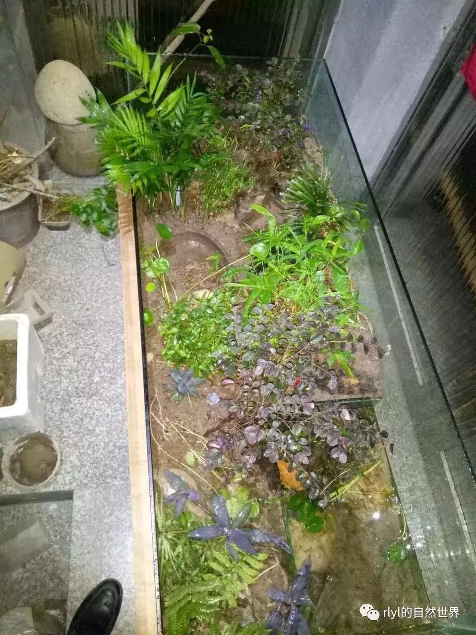黄缘龟多大可以进环境造景,黄缘龟造景用陶粒还是火山石