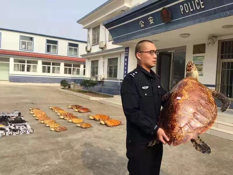 走私玳瑁海龟犯罪,查获走私玳瑁