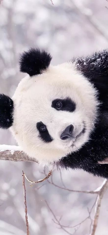 为什么全世界都喜欢大熊猫,世界各地的人们都爱好大熊猫英语