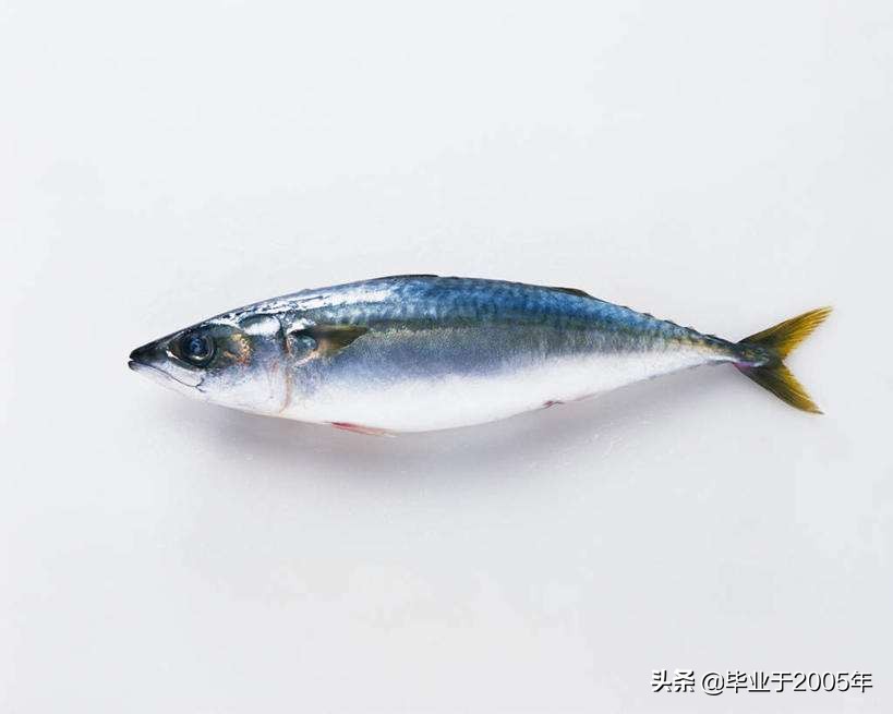 辽宁的水产品有哪些,辽宁常见的鱼