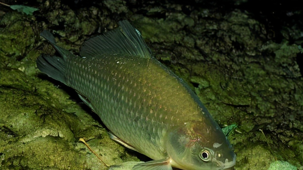 野生鲫鱼凶吗,鲫鱼生命力有多恐怖