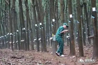 海南第一棵橡胶树,海南橡胶树的由来