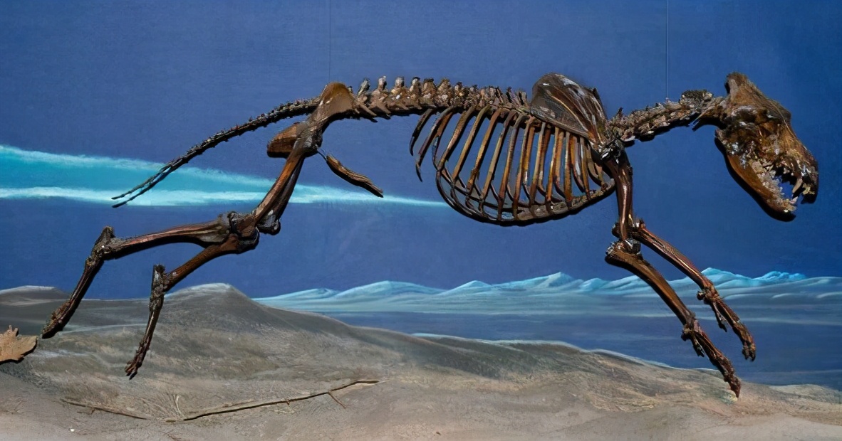 人类没有退化的器官,人类没有尾椎骨会怎样