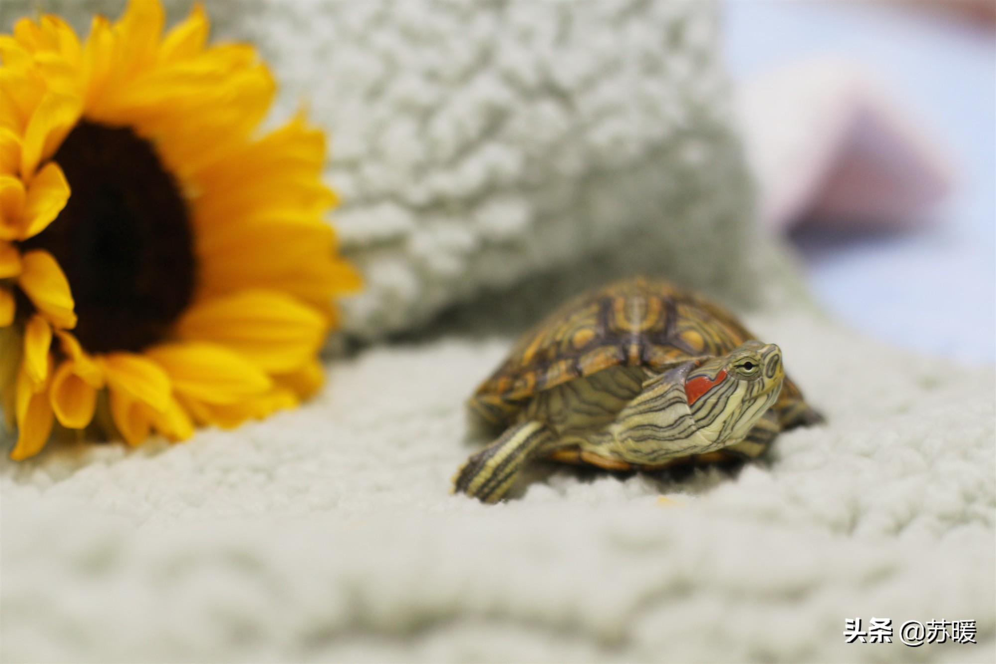 红茶可以治疗乌龟腐皮吗,腐甲腐皮的乌龟怎么治疗