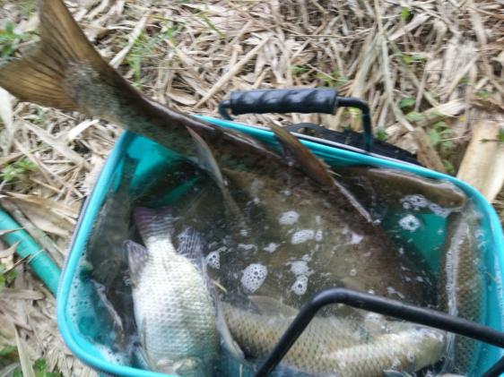 金家潘求败,金迦潘求败和硬弓有什么区别