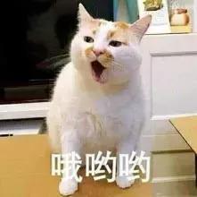 铲屎官常备的药,铲屎官该如何治疗和预防