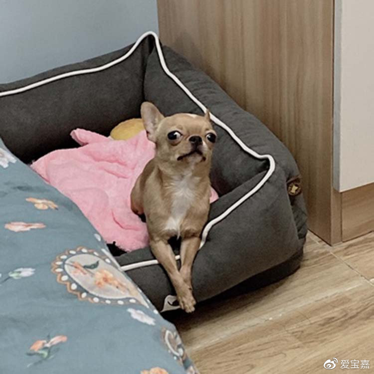 狗子在窝里尿,狗子在床上撒尿是怎么回事