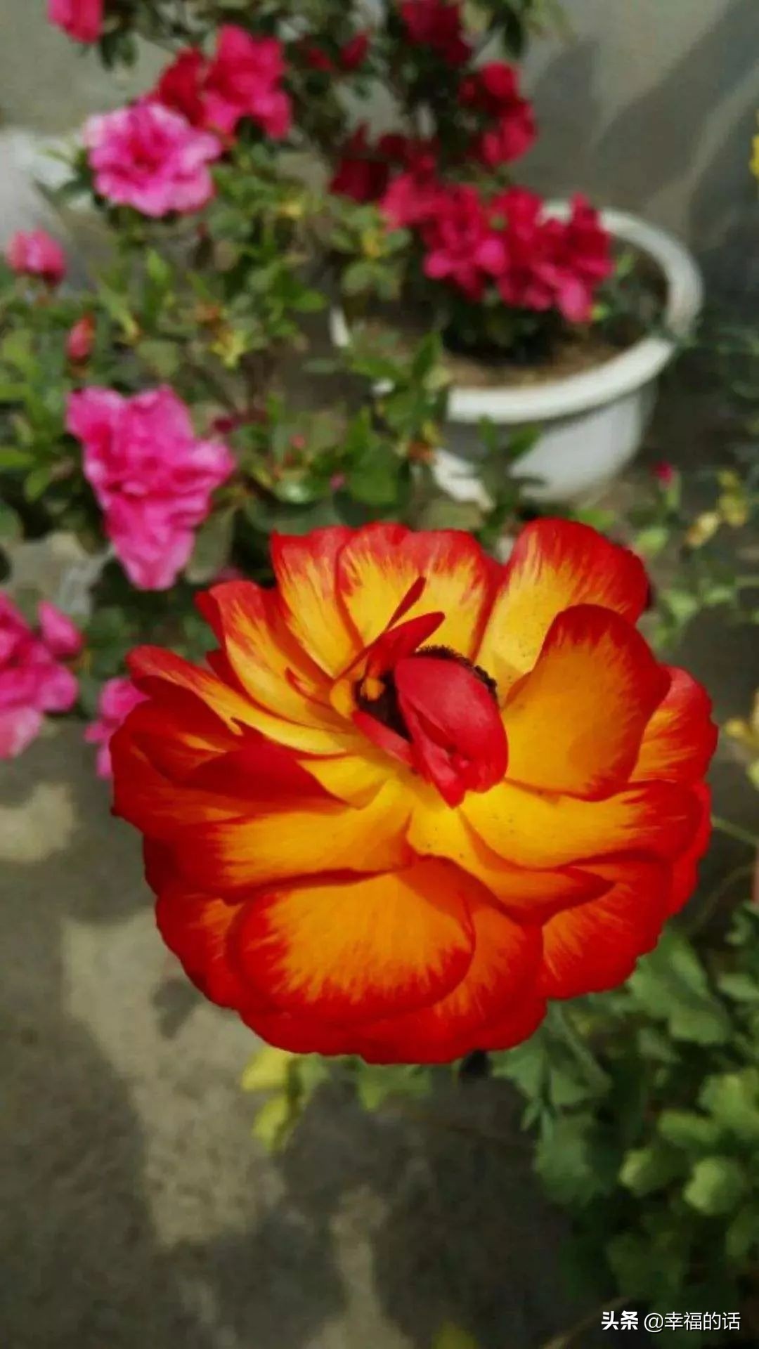 10大名花的美誉,10大名花10大名画配10首诗词