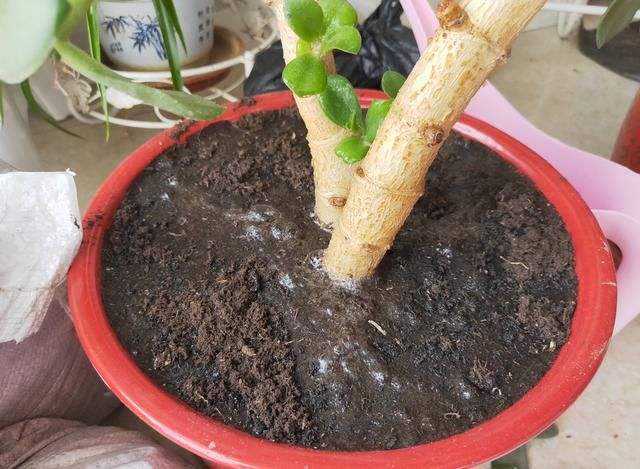 土壤雨后板结如何给土壤松土,土壤板结自制肥料松土