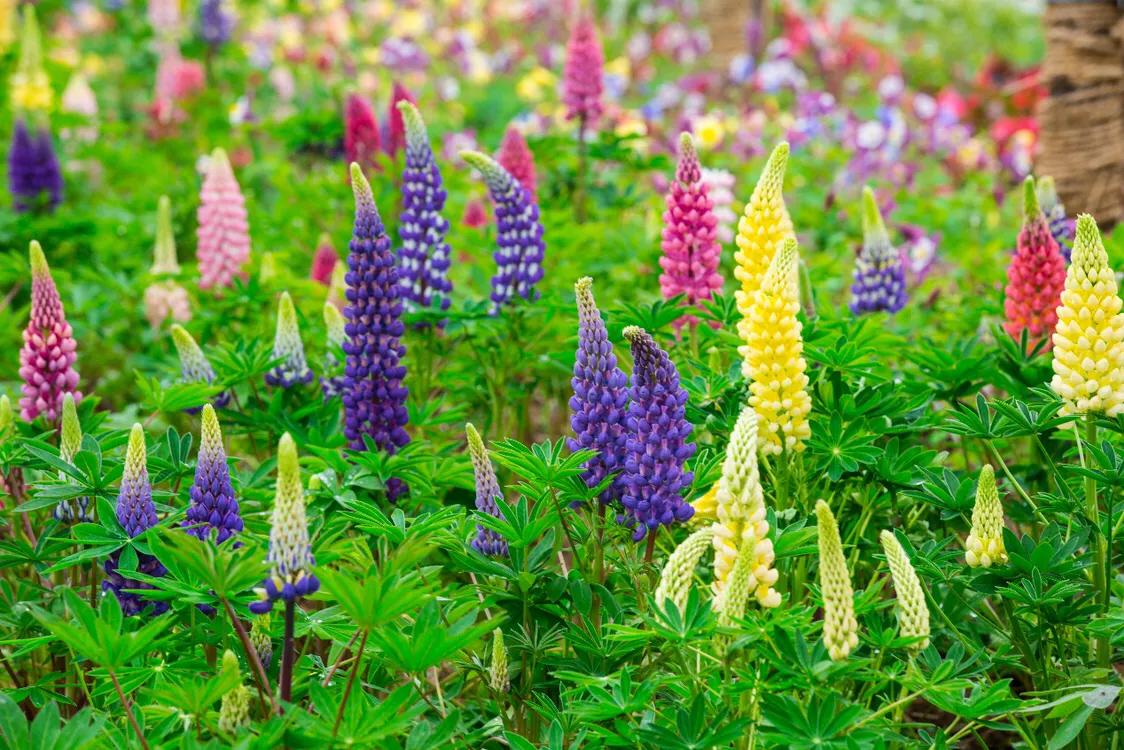 不用去维多利亚！南京溧水惊现布查特花园，文艺值爆表！