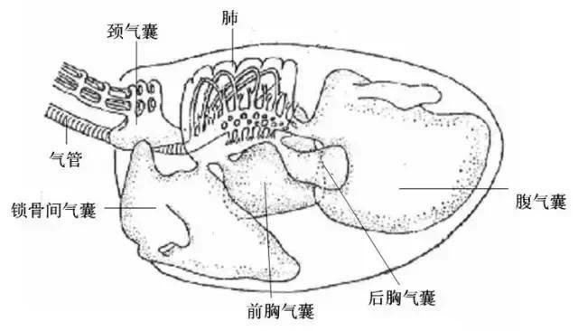 做了2677天兽医，解剖了数千只鸡，一篇文章详细教你防治气囊炎