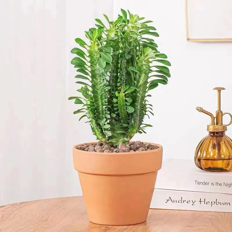 冬季室内怎么养龙骨花视频,龙骨花春天怎么扦插