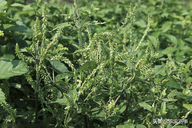 农村路边常见的根茎红色野草,农村一种常见野草却是止血良药