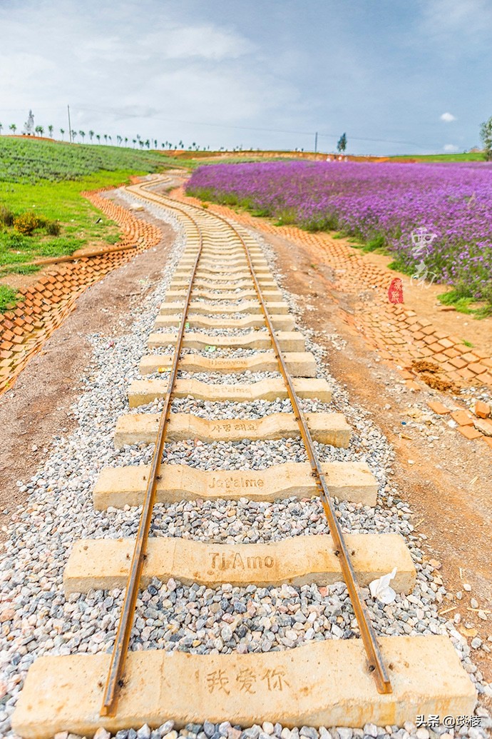 大理薰衣草庄园,七彩云南薰衣草庄园