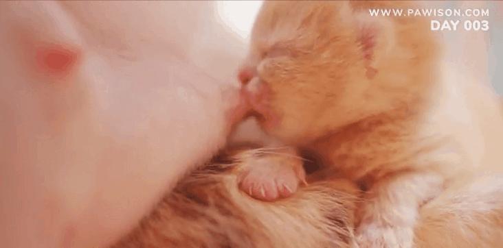 国家一级保护野生猫,国家一级保护哺乳动物名单