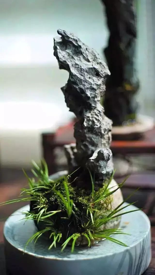 盆栽菖蒲欣赏,菖蒲盆景水培