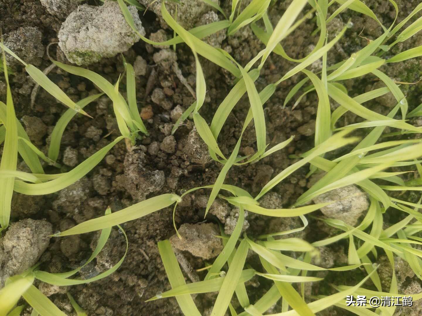 旱育秧为什么出苗不齐,稻苗旱死是什么原因