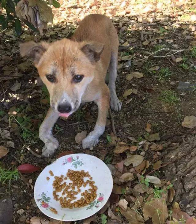 被流浪狗咬了，该找谁负责？这些规定你要尽早知道
