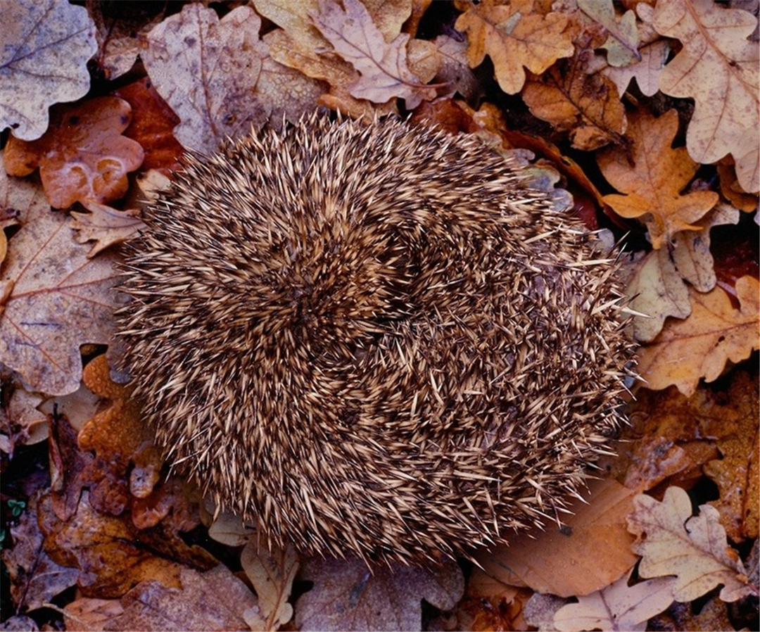 刺猬会吃蛇吗,为什么刺猬可以吃蛇