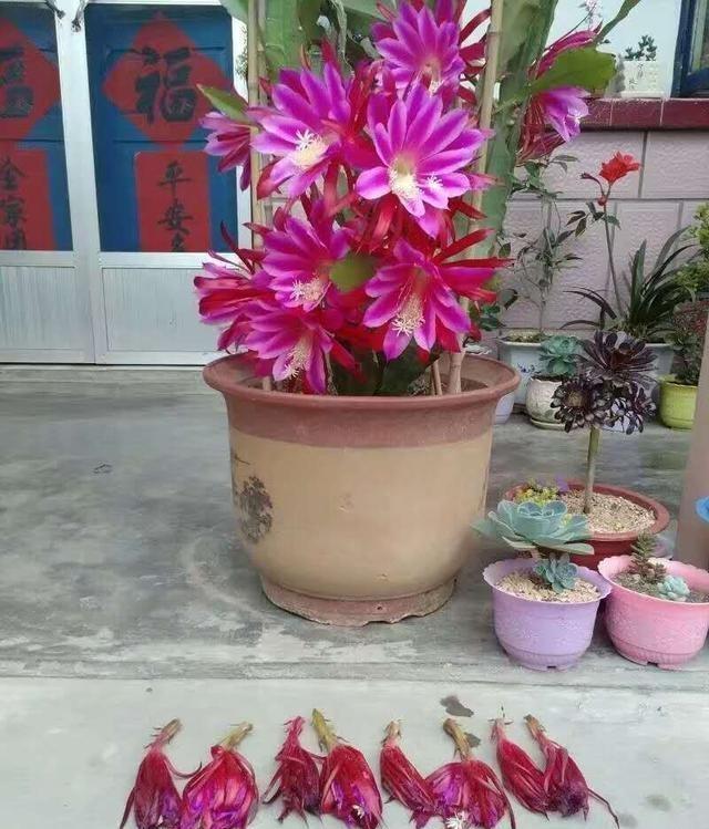 一棵仙人掌开两种颜色的花,一棵仙人掌