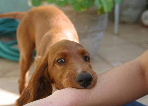 小狗崽不听话可以打吗,小狗崽一直咬东西怎么回事