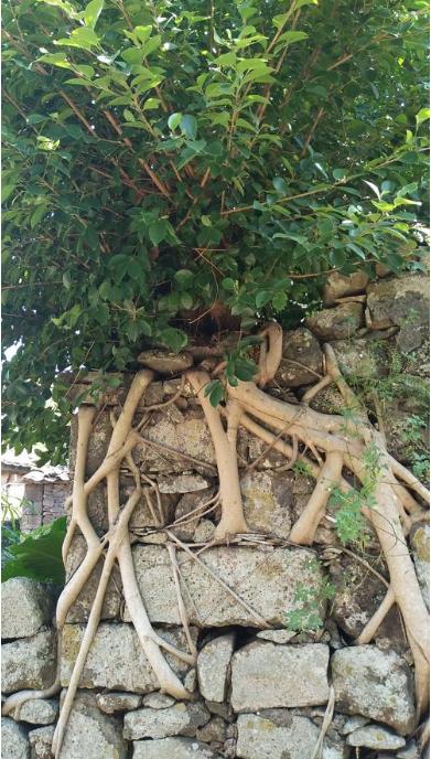 哪种爬墙植物对墙体的破坏最大,哪种爬墙植物不会对墙有危害