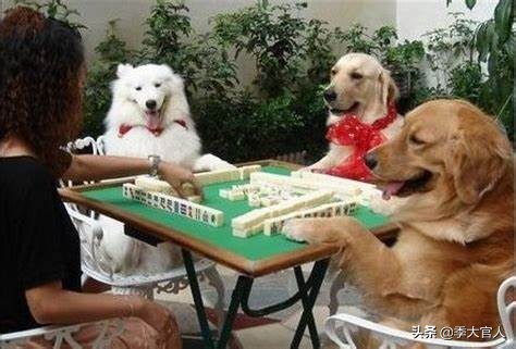 国粹麻将直播,国粹麻将教学