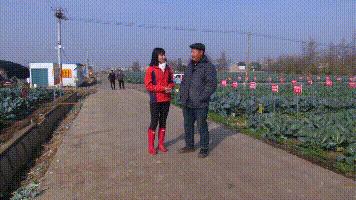 西兰花收购价,西蓝花从定值到采收需要多少天