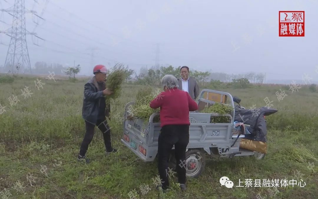 为什么好多人吃不了荆芥,荆芥的食用方法窍门