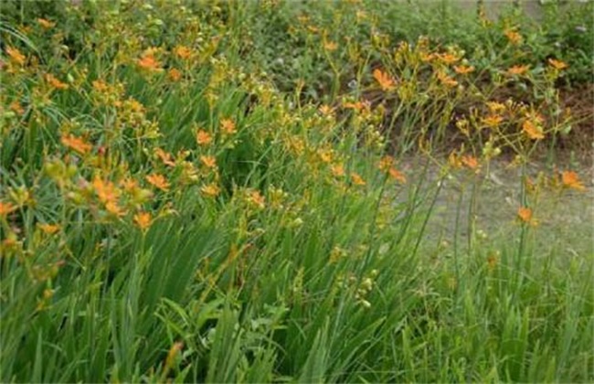 种植药材真能赚大钱，找项目的看过来，这样品种总有一个适合你