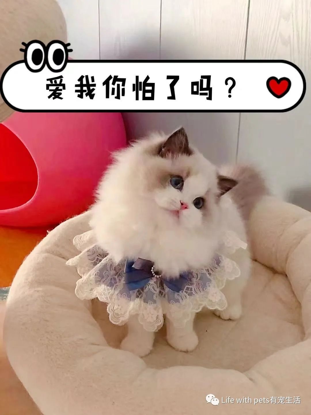 猫咪拉屎科普,猫咪屁屁的知识