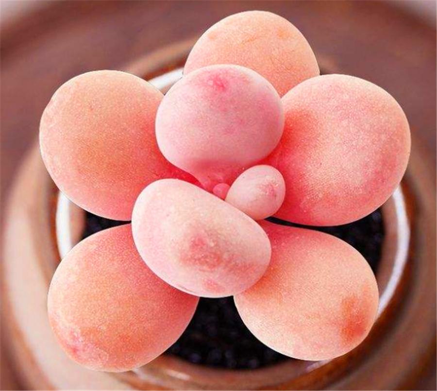 桃蛋叶片干瘪发软怎么办,桃蛋徒长叶片间距大怎么办