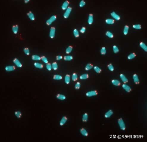 pnas的影响因子,端粒酶治癌症研究