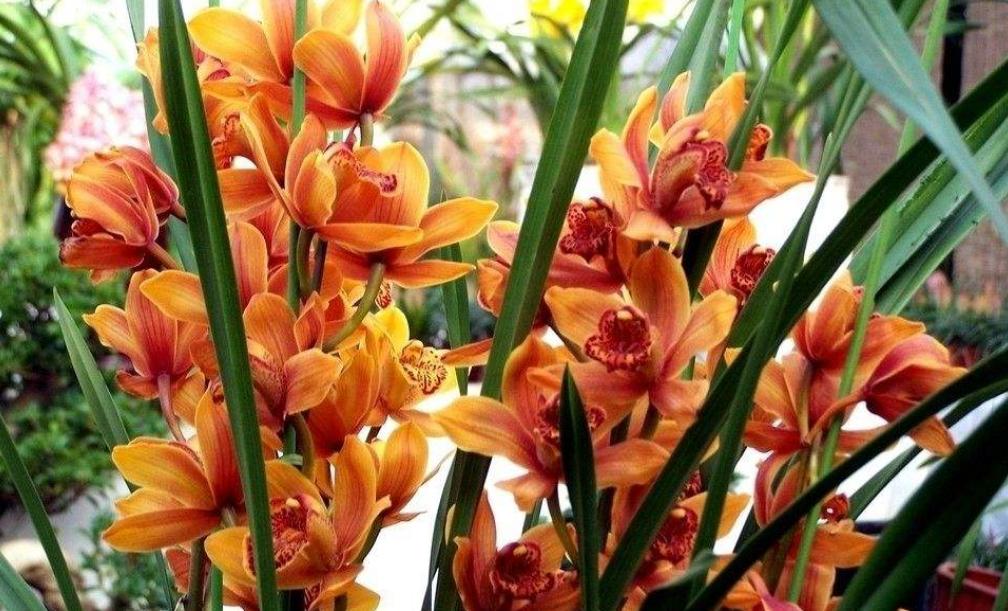 大蕙兰花开花后怎么养殖,蕙兰花年宵花怎么养好活