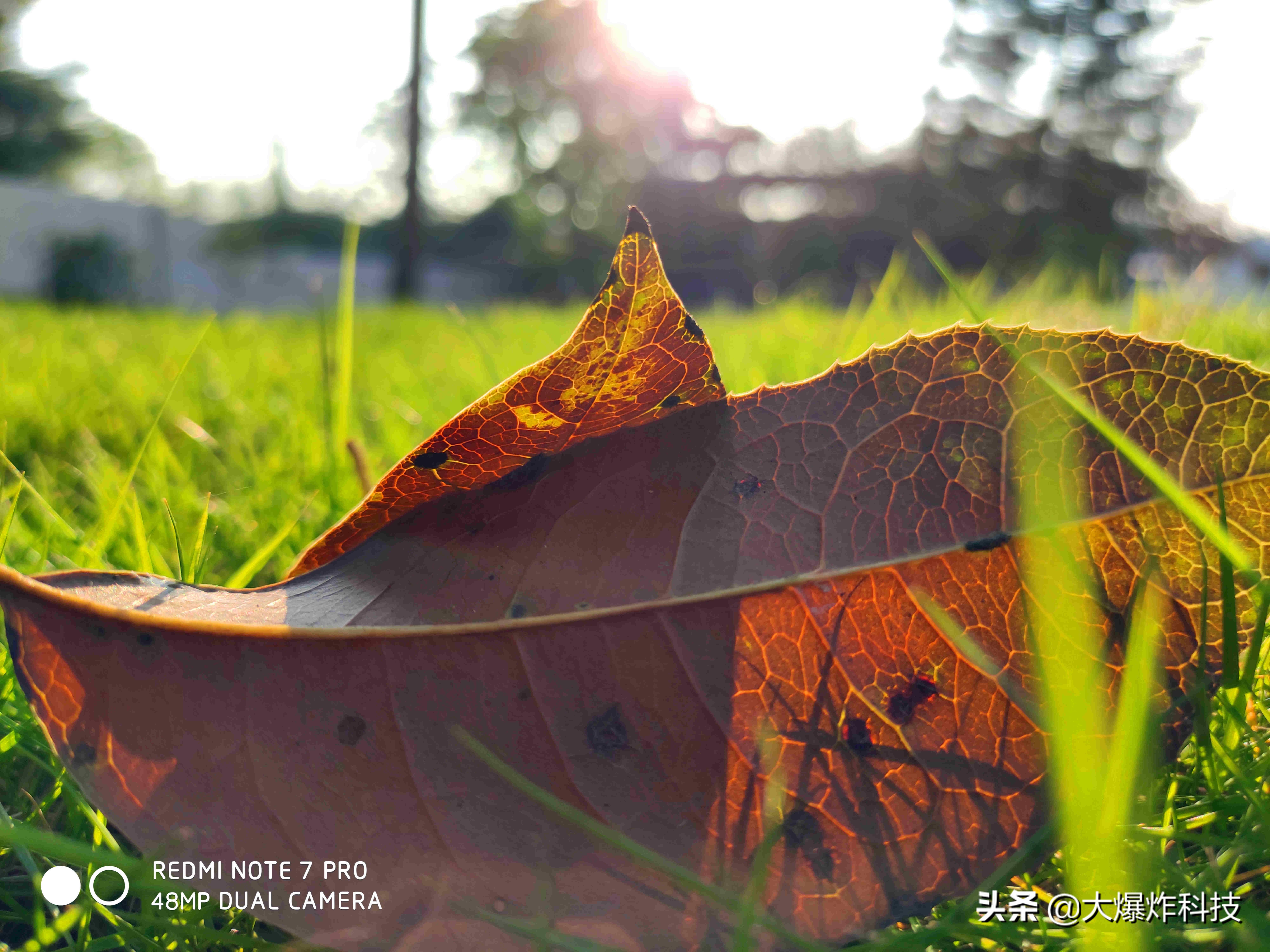 红米note7拍照对比note7pro,红米note7pro最新测评