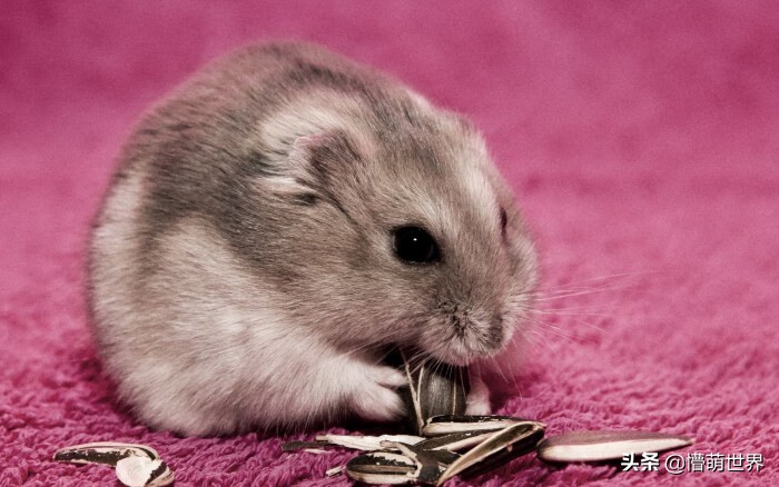 为什么仓鼠吃的东西那么少,仓鼠为什么把嘴里的东西拿出来吃