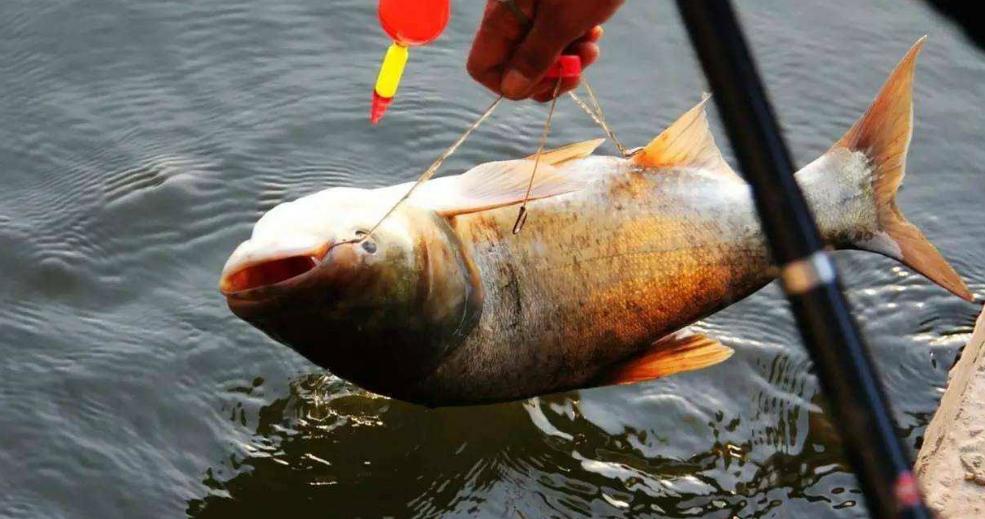 鲢鳙闹窝是什么表现,鲢鳙闹窝