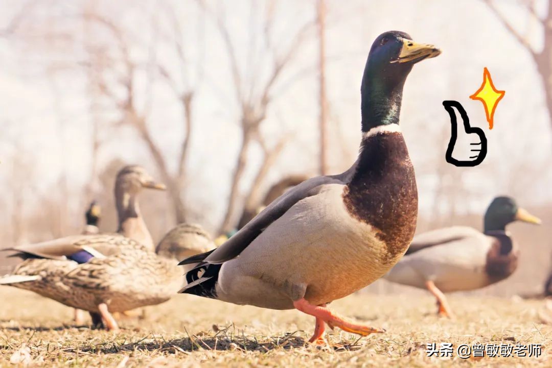 “鸭王”——疫情下的传奇致富故事