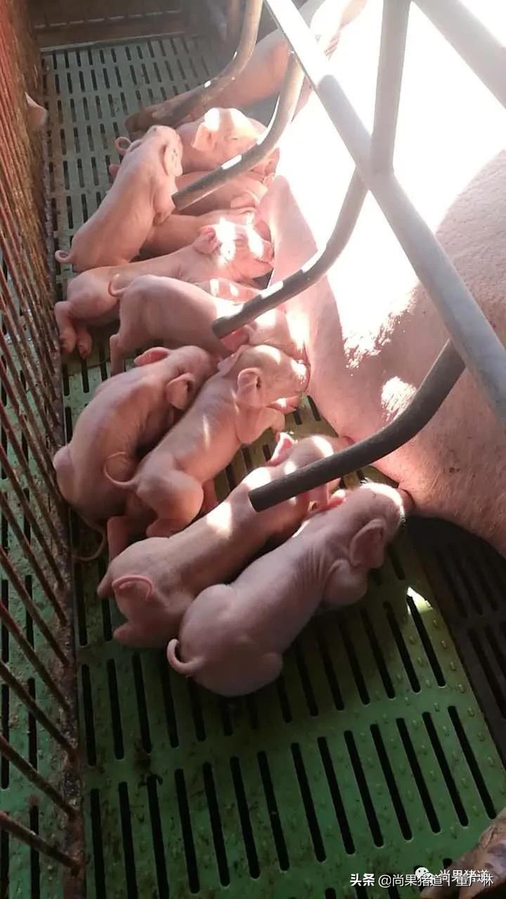 针对初产母猪问题频发的几点经验分享